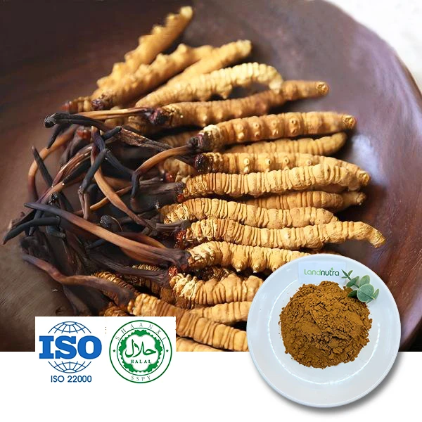 Cordyceps Mycelium Extract Powder