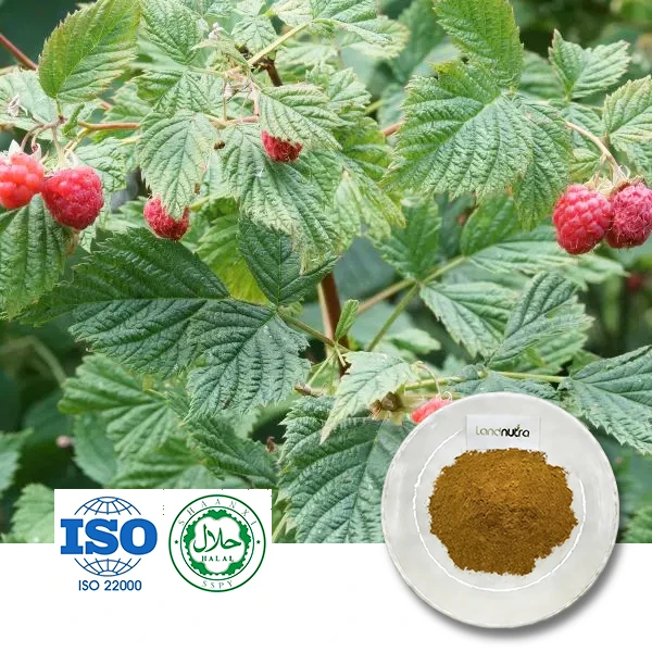 Red Raspberry Leaf Extract Red Raspberry Leaf Extract